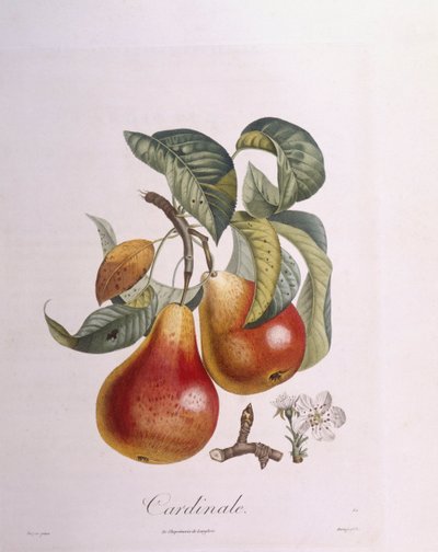 Henry Louis Duhamel du Monceau bíboros körte, Pierre Jean Francois Turpin botanikai lemeze alkotó: Pierre Jean Francois Turpin