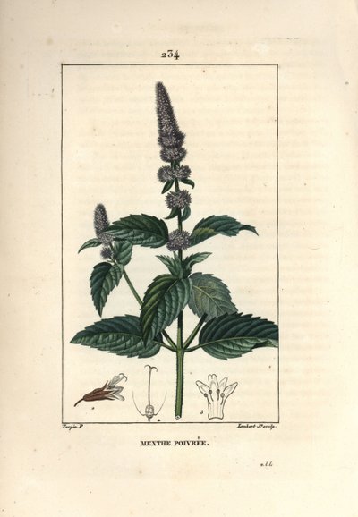 Borsmenta - Borsmenta, Mentha piperita. Lambert Junior kézi csíkos rézmetszet Pierre Jean-Francois Turpin rajzából Chaumetonból, Poiret és Chamberet „” La Flore Medicale” című művéből, Paris, Panckoucke alkotó: Pierre Jean Francois Turpin