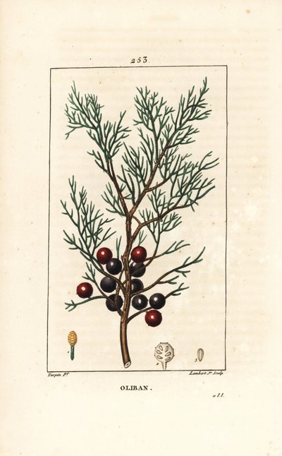 Phoenicie vagy Lycia Juniper vagy Red Juniper - Phoeniceai boróka, arar vagy tömjén, Juniperus phoenicea, ággal, levéllel és bogyóval. Lambert Junior kézi csíkos rézmetszet Pierre Jean-Francois Turpin rajzából, Chaumeton, Po alkotó: Pierre Jean Francois Turpin