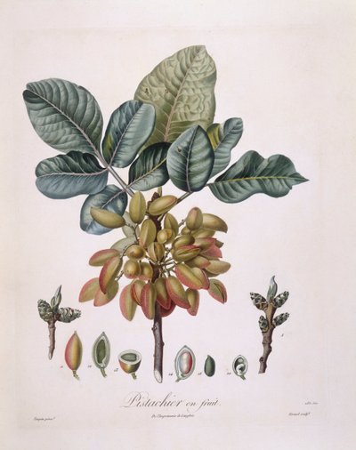 Pisztácia (Pistacia vera), Henry Louis Duhamel du Monceau, botanikai lemez Pierre Jean Francois Turpintól alkotó: Pierre Jean Francois Turpin