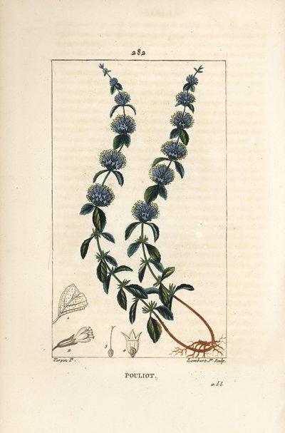 Pouliot Mint – Pennyroyal menta, Mentha pulegium, virággal, levéllel, szárral, gyökérrel és maggal. Lambert Junior kézi csíkos rézmetszet Pierre Jean-Francois Turpin rajzából Chaumetonból, Poiret és Chamberet „” La Flore Medicale” című művéből alkotó: Pierre Jean Francois Turpin