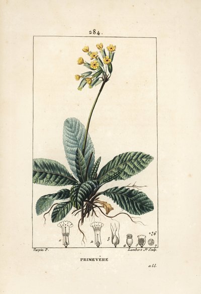 Primevere officinale ou brerelle, kakukk, Herb a la paralysis, Herb de Saint Paul, primerolle - Cowslip, Primula veris, virággal, levelekkel és gyökerekkel. Lambert Junior kézi színű stipple rézmetszet Pierre Jean-Francois Turp rajzából alkotó: Pierre Jean Francois Turpin