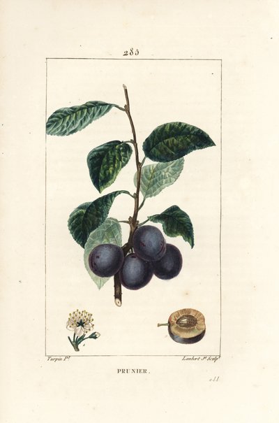 Szilva - Szilva vagy szilvafa, Prunus domestica, terméssel, levéllel, virággal, ággal és érett terméssel. Lambert Junior kézi csíkos rézmetszet Pierre Jean-Francois Turpin rajzából Chaumetonból, Poiret és Chamberet „” L című művéből alkotó: Pierre Jean Francois Turpin