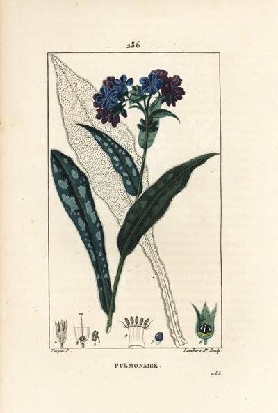 Pulmonalis officinale – Tüdőfű, Pulmonaria officinalis, virággal, levéllel, szárral és levéllel körvonalazva. Lambert Junior kézi csíkos rézmetszet Pierre Jean-Francois Turpin rajzából Chaumetonból, Poiret és Chamberet „” La” című művéből alkotó: Pierre Jean Francois Turpin