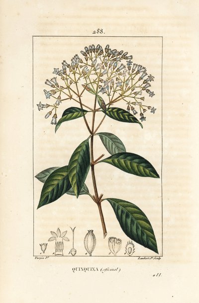 Quinquina – kinin vagy perui kéregfa, Cinchona officinalis, virággal, ággal, levéllel és maggal. Lambert Junior kézi csíkos rézmetszet Pierre Jean-Francois Turpin rajzából Chaumetonból, Poiret és Chamberet „” La Flo” című művéből alkotó: Pierre Jean Francois Turpin