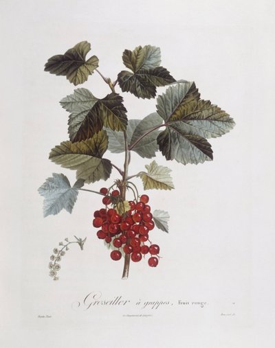 Piros ribizli (Ribes rubrum), Henry Louis Duhamel du Monceau, botanikai lemez Pierre Jean Francois Turpintól alkotó: Pierre Jean Francois Turpin