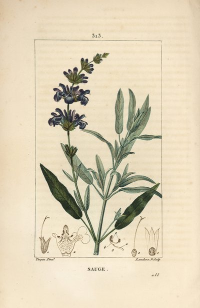 Sage officinale – Közönséges zsálya, Salvia officinalis, virággal, levéllel, szárral és maggal. Lambert Junior kézi csíkos rézmetsze Pierre Jean-Francois Turpin rajzából Chaumetonból, Poiret és Chamberet „” La Flore Medicale” című művéből” alkotó: Pierre Jean Francois Turpin