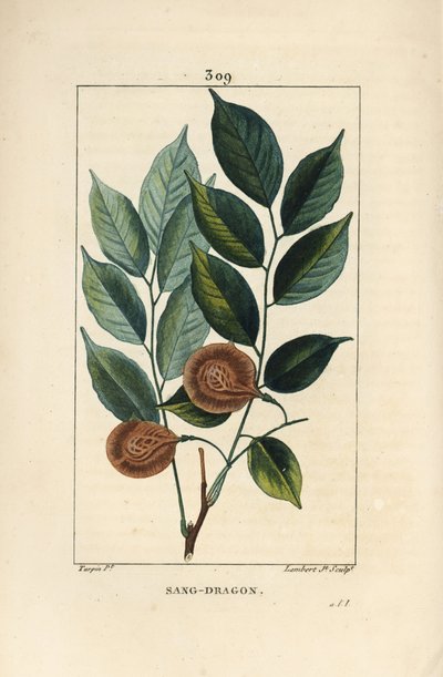 Énekelt sárkány (sandragon), mangle medaille, paletuvier vagy mangle rivière – Sárkányvérű vagy paduak fa, Pterocarpus officinalis (Pterocarpus draco), levéllel, terméssel és maggal. Sebezhető. Lambert Junior kézi színű stipple rézmetszete dr alkotó: Pierre Jean Francois Turpin