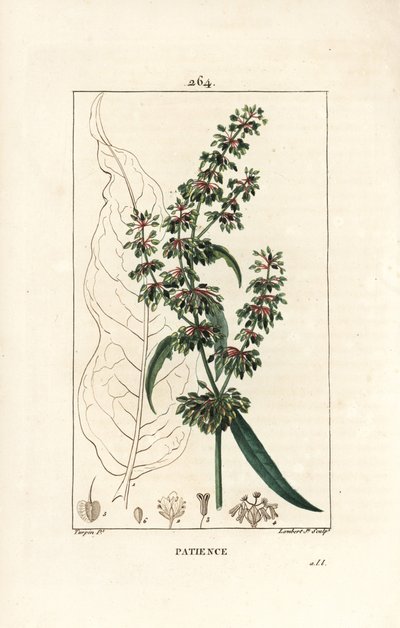 Spinard sóska ou patience des moines - Patience dock, Rumex patientia, virággal, szárral, levelekkel, maggal és levél körvonalával. Lambert Junior kézi színű rézmetszet, Pierre Jean-Francois Turpin rajzából, Chaumeton, Poiret és alkotó: Pierre Jean Francois Turpin