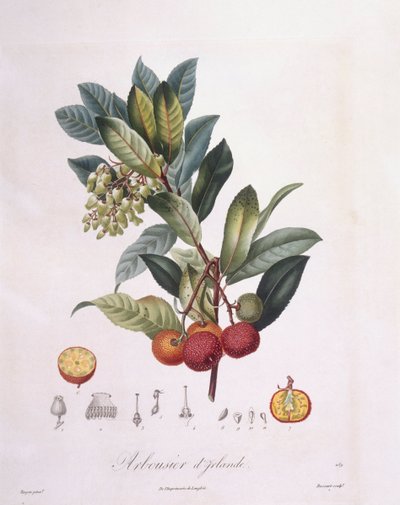 Eperfa (Arbutus unedo), Henry Louis Duhamel du Monceau, Pierre Jean Francois Turpin botanikai lemeze alkotó: Pierre Jean Francois Turpin