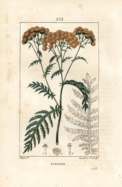 Tansy - Tansy, Tanacetum vulgare. Lambert Junior kézi csíkos rézmetszet Pierre Jean-Francois Turpin rajzából Chaumetonból, Poiret és Chamberet „” La Flore Medicale” című művéből, Paris, Panckoucke alkotó: Pierre Jean Francois Turpin