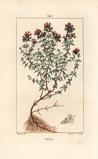Kakukkfű, Thymus vulgaris, virág, levél, szár és gyökér. Lambert Junior kézi csíkos rézmetszet Pierre Jean-Francois Turpin rajzából Chaumetonból, Poiret és Chamberet „” La Flore Medicale” című művéből, Paris, Panckoucke alkotó: Pierre Jean Francois Turpin