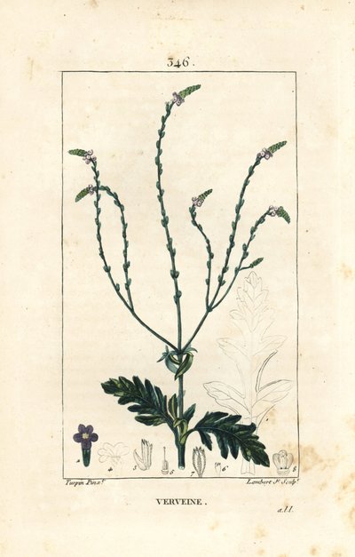 Verbéna vagy szent gyógynövény, Vénusz ér vagy boszorkányfű - Verbéna, Verbena officinalis. Lambert Junior kézi csíkos rézmetszet Pierre Jean-Francois Turpin rajzából Chaumetonból, Poiret és Chamberet „” La Flore Medicale”” Par alkotó: Pierre Jean Francois Turpin