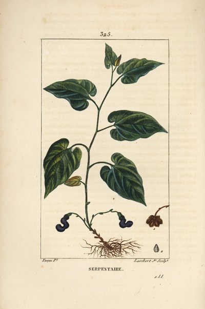 Virginia Snakeroot – Virginiai kígyógyökér, Aristolochia serpentaria, virággal, levéllel, szárral, maggal és gyökérrel. Lambert Junior kézi csíkos rézmetszet Pierre Jean-Francois Turpin rajzából Chaumetonból, Poiret és Chamberet " alkotó: Pierre Jean Francois Turpin