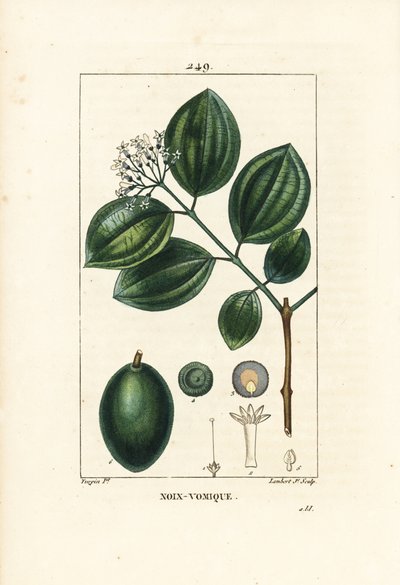 Vomiker - Strychnin fa vagy mérges dió, Strychnos nux-vomica, gyümölccsel, maggal, levéllel és virággal. Lambert Junior kézi csíkos rézmetszet Pierre Jean-Francois Turpin rajzából Chaumetonból, Poiret és Chamberet „” La Flore” című művéből alkotó: Pierre Jean Francois Turpin