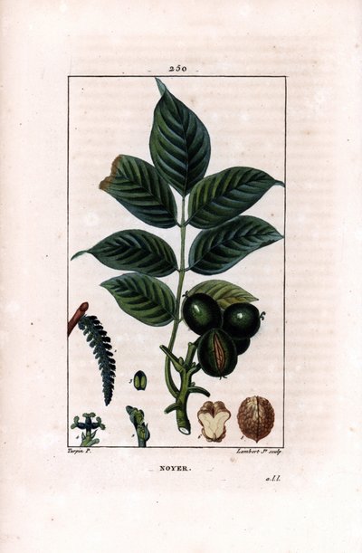 Dió ág dióval - Diófa, Juglans regia, ággal, levelekkel, érett gyümölccsel, dió héjában és részében. Lambert Junior kézi csíkos rézmetszet Pierre Jean-Francois Turpin rajzából, Chaumeton, Poiret et Chamber alkotó: Pierre Jean Francois Turpin