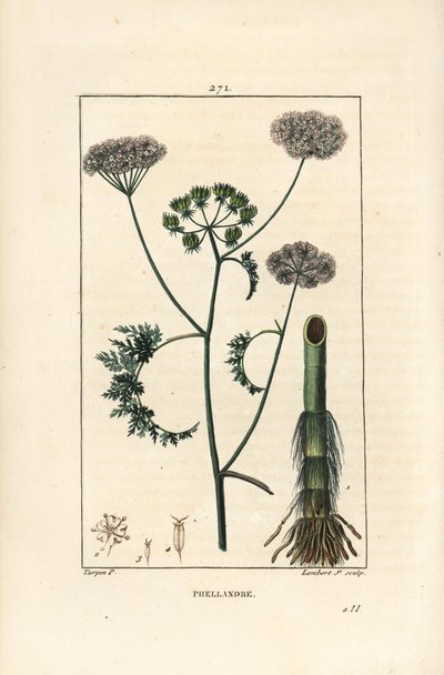 Vízcsepp vagy vízi bürök, Oenanthe aquatica (Phellandrium aquatica), virággal, levéllel, szárral és gyökérrel. Lambert Junior kézi csíkos rézmetszet Pierre Jean-Francois Turpin rajzából, Chaumeton, Poiret és Chamberet alkotó: Pierre Jean Francois Turpin