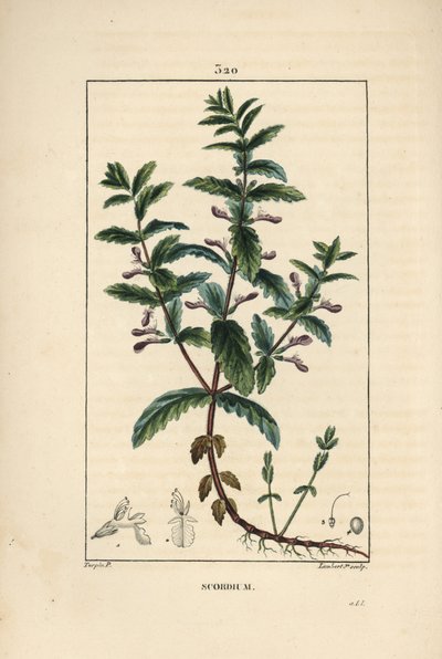 Vízi germandree - Vízi germandra, Teucrium scordium, virággal, levéllel, szárral és gyökerekkel. Lambert Junior kézi csíkos rézmetszet Pierre Jean-Francois Turpin rajzából Chaumetonból, Poiret és Chamberet „” La Flore Medi” című művéből alkotó: Pierre Jean Francois Turpin