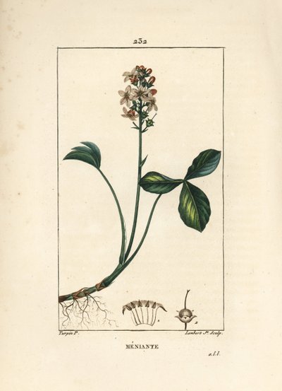 Vízilábfélék vagy menyanth vízilábfélék - Mars réce, Menyanthes trifoliata. Lambert Junior kézi csíkos rézmetszet Pierre Jean-Francois Turpin rajzából Chaumetonból, Poiret és Chamberet „” La Flore Medicale”, Párizs, alkotó: Pierre Jean Francois Turpin