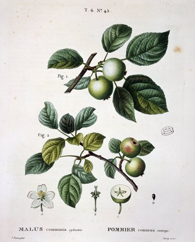 Vadon élő közönséges alma – a „” New Duhamel du Monceau-ban vagy a Franciaországban termő fákról és cserjékről szóló értekezésben”, ábrák P. J. Redoute és P. Bessa rajzai alapján, Párizs alkotó: Pierre Joseph (after) Redoute