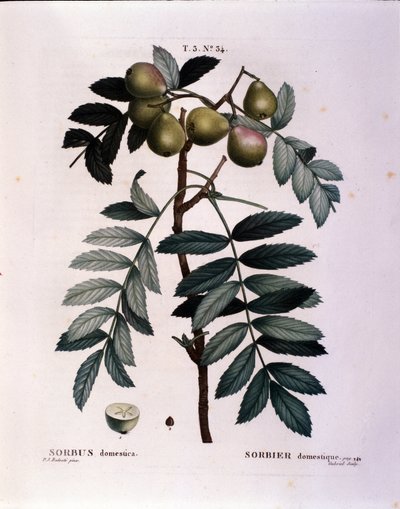 Botanikai: a cormier (Sorbus domestica) ága. „” Nouveau Duhamel du Monceau-ból készült tányér vagy Franciaországban termesztett fák és cserjék csemege”” Pierre Joseph Redoute (1759-1840) akvarellje 1819 alkotó: Pierre Joseph (after) Redoute