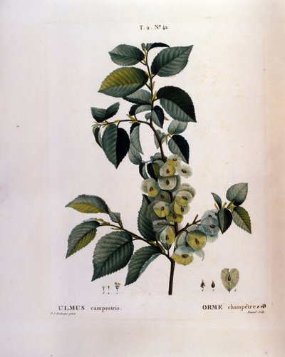 Növénytan: szilág. Tányér a „Nouveau Duhamel du Monceau-ból vagy a Finnországban termesztett fák és cserjék csemege”” Pierre Joseph Redoute (1759-1840) akvarellje, 1819 alkotó: Pierre Joseph (after) Redoute