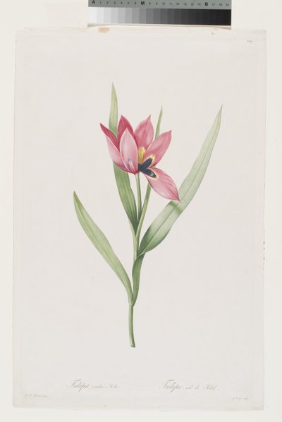 Tulipán Oeil De Soleil alkotó: Pierre Joseph (after) Redoute