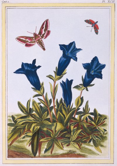 Kék Gentian Trombita Virág, kocsma. 1776. alkotó: Pierre Joseph Buchoz