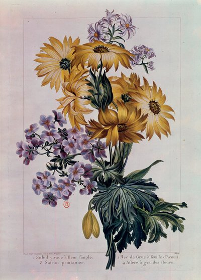 Csokor nap és más virágok. Évelő nap egyvirággal, daru csőrrel acouit levéllel és őszirózsa nagy virágokkal. Pierre Joseph litográfiája (1731-1807) 18. századi Párizs, B.N. alkotó: Pierre Joseph Buchoz