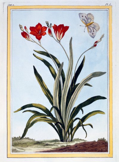 Cornlily, kocsma. 1776. alkotó: Pierre Joseph Buchoz