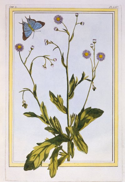 The Erigeron of Philadelphia Canadian Fleabane, pub. 1776. alkotó: Pierre Joseph Buchoz