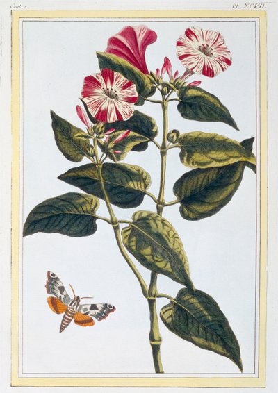 La Belle de Nuit Morning Glory, pub. 1776. alkotó: Pierre Joseph Buchoz