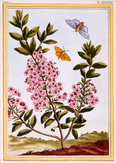 Juhbabér Kalmia augustifolia, kocsma. 1776. alkotó: Pierre Joseph Buchoz