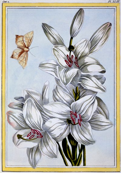 A Nagy Fehér Liliom, kocsma. 1776. alkotó: Pierre Joseph Buchoz