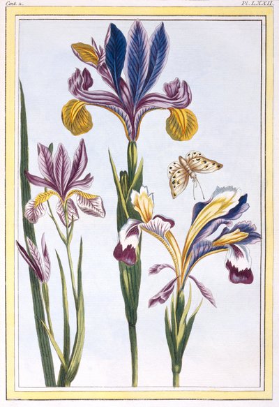 Tarka írisz, 1776 körül (kézzel színezett metszet) alkotó: Pierre Joseph Buchoz