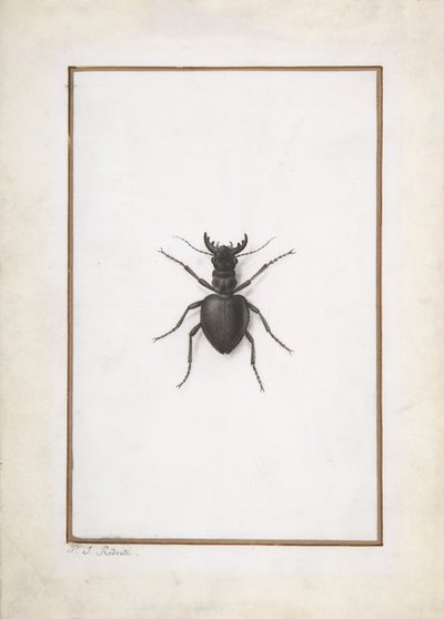 Egy szarvasbogár, . alkotó: Pierre Joseph Redouté