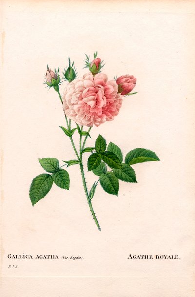 Agathe Royale rózsa, Rosa gallica fajta. Kézzel színezett rézmetszet, Pierre Joseph Redoute „Les Roses” Paris című művéből alkotó: Pierre Joseph Redouté