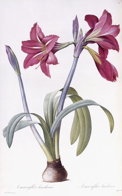 Amaryllis Brasiliensis alkotó: Pierre Joseph Redouté