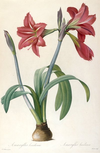 Amaryllis brasiliensis Brazil Amaryllis. alkotó: Pierre Joseph Redouté