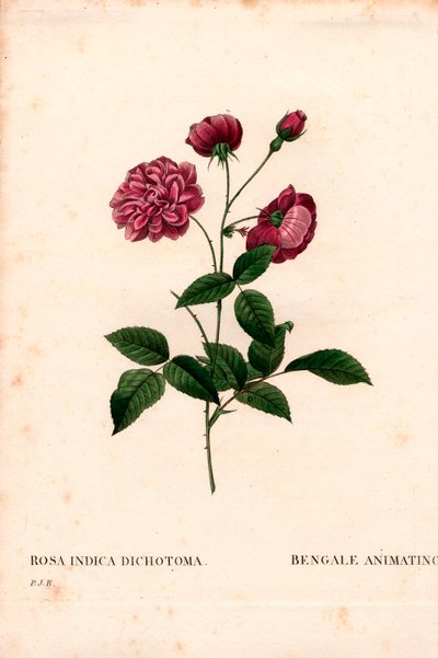 Animáló kínai rózsa, Rosa chinensis hibrid, Bengáli animáció. Kézzel színezett rézmetszet, Pierre Joseph Redoute „Les Roses” Paris című művéből alkotó: Pierre Joseph Redouté