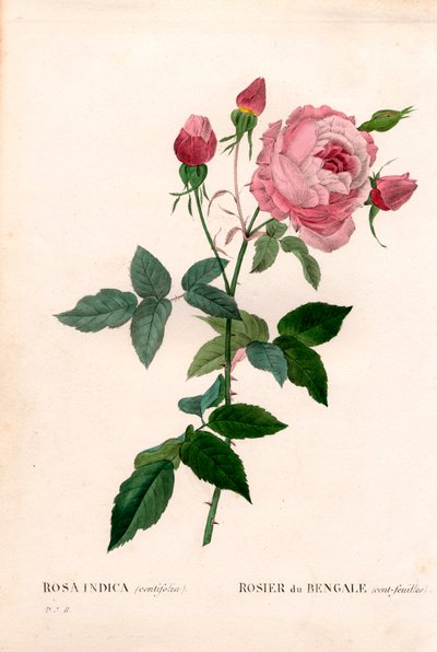 Bengáli 100 levelű rózsaszín, Rosa chinensis fajta, bengáli rózsa (százlevelű). Kézzel színezett rézmetszet, Pierre Joseph Redoute „Les Roses” Paris című művéből alkotó: Pierre Joseph Redouté