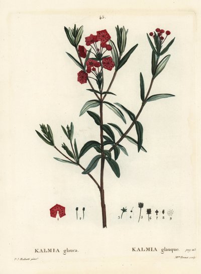 Mocsári babér, Kalmia polifolia (Kalmia glauca). Brenet kisasszony kézzel színezett pecsétmetszete Pierre-Joseph Redoute illusztrációja nyomán Henri Louis Duhamel du Moncel Treat des Arbres et Shrustes című művéből, Párizs alkotó: Pierre Joseph Redouté
