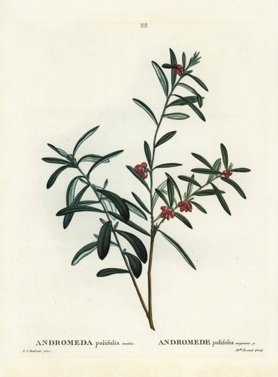 Mocsári rozmaring, Andromeda polifolia. Kézi színű foltmetszet Pierre-Joseph Redoute illusztrációja nyomán Henri Louis Duhamel du Monceau Treat des Arbres et Shrustes című művéből, Párizs alkotó: Pierre Joseph Redouté