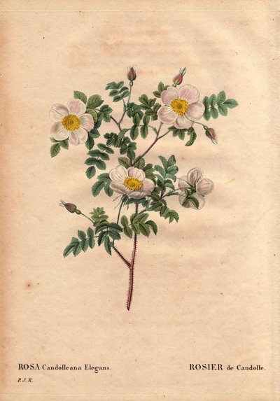 Botanikai tábla, virág, rózsafajta: De Candolle fehér rózsa vagy Rose de Candolle (Rosa candolleana elegans). Vadrózsa, amelyet Dél-Európában fedeztek fel, és 1819-ben De Candolle-nak nevezték el. Pierre Joseph Redoute (1759-1840) „” Les Roses” 2. kötetébe alkotó: Pierre Joseph Redouté