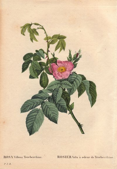 Botanikai tábla, virág, rózsafajta: A szőrös rózsának Terebentin (Rosa Villosa Terebenthina) illata van. Pierre Joseph Redoute (1759-1840) „Les Roses” 2. kötetében alkotó: Pierre Joseph Redouté