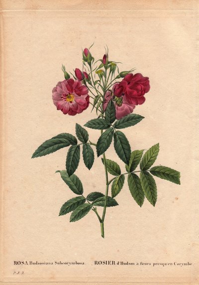 Botanical Board, Flower, Rose Variete: Hudson rózsa virágokkal szinte Corymbe-ben (Rosa hudsonia subcorymbosa), Észak-Amerikából, ezt a fajtát Monsieur Ternaux termesztette 1821 előtt. Pierre Joseph Redoute (1759) „” Les Roses” 2. kötetében -1840) alkotó: Pierre Joseph Redouté