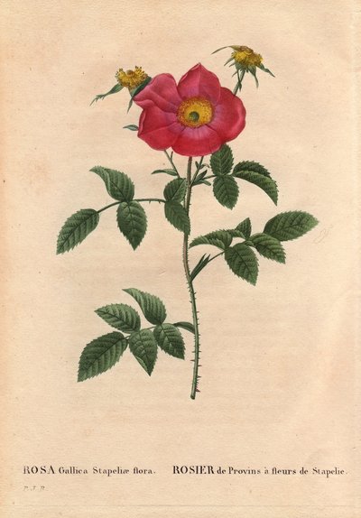 Botanikai tábla, virág, rózsafajta: Provin Rose Stapelia virágzással (Rosa Gallica Stapeliae flóra), valószínűleg kipusztult faj. Pierre Joseph Redoute (1759-1840) „Les Roses” 2. kötetében alkotó: Pierre Joseph Redouté