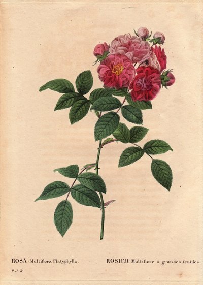 Botanikai tábla, virág, rózsafajta: A Rosa multiflora nagy levelekkel (Rosa multiflora platyphylla) 1817 előtt Bretagne-ban bevezetett magot termeszt. Pierre Joseph Redoute (1759-1840) „” Les Roses” 2. kötetében alkotó: Pierre Joseph Redouté