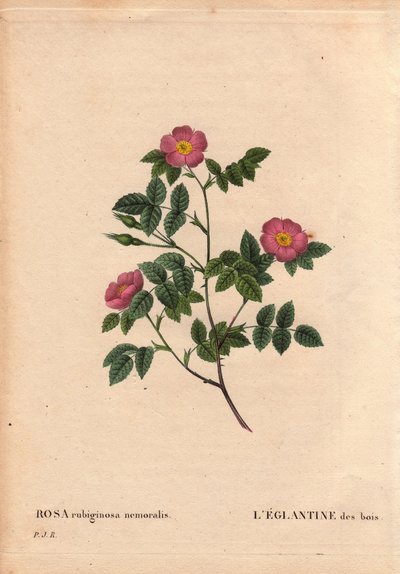 Botanikai tábla, Virág, Rózsa Variete: Az Erdők Eglantineja. (Rosa rubiginosa nemoralis). Európából származó fajok. Pierre Joseph Redoute (1759-1840) „Les Roses” 2. kötetében alkotó: Pierre Joseph Redouté