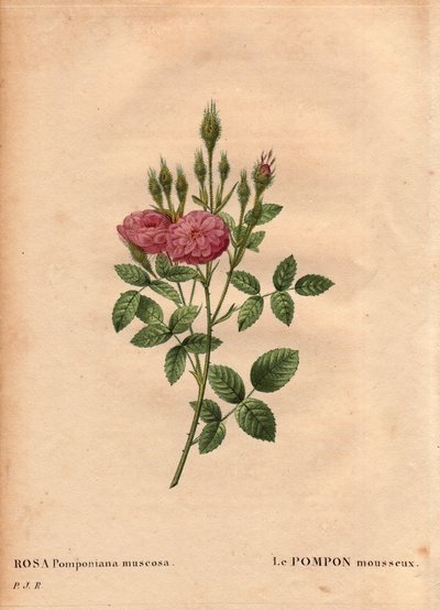 Botanical Board, Flower, Rose Variete: A „Rose de Meaux” (Rosa Pomponiana muscosa) csillogó pomponját egy nyugat-angliai kertben fedezték fel 1801 körül. Pierre Joseph Redoute „” Les Roses” 2. kötetében ( 1759-1840) alkotó: Pierre Joseph Redouté